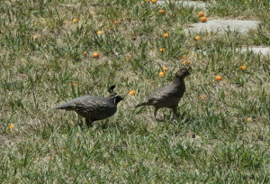 california_quail